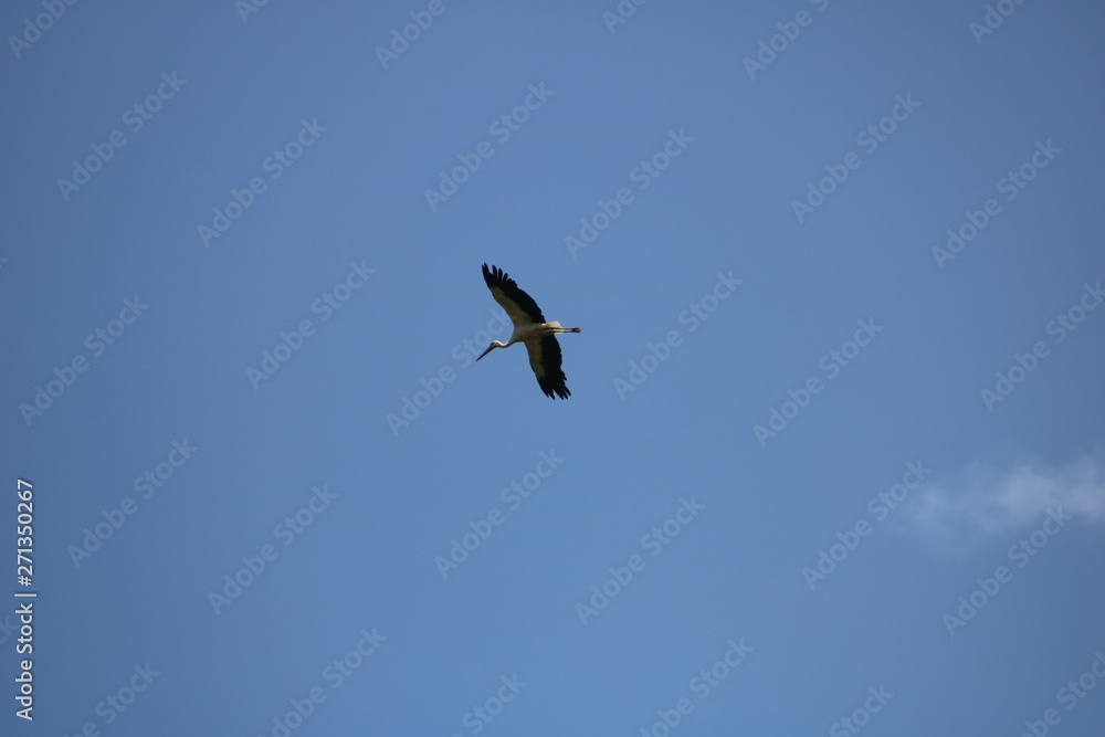 osprey 　コウノトリ