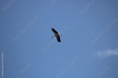 osprey コウノトリ