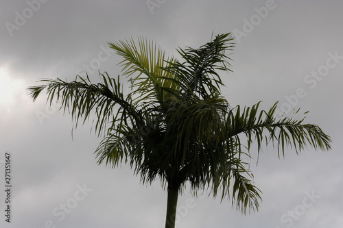 palm tree on a background of sky