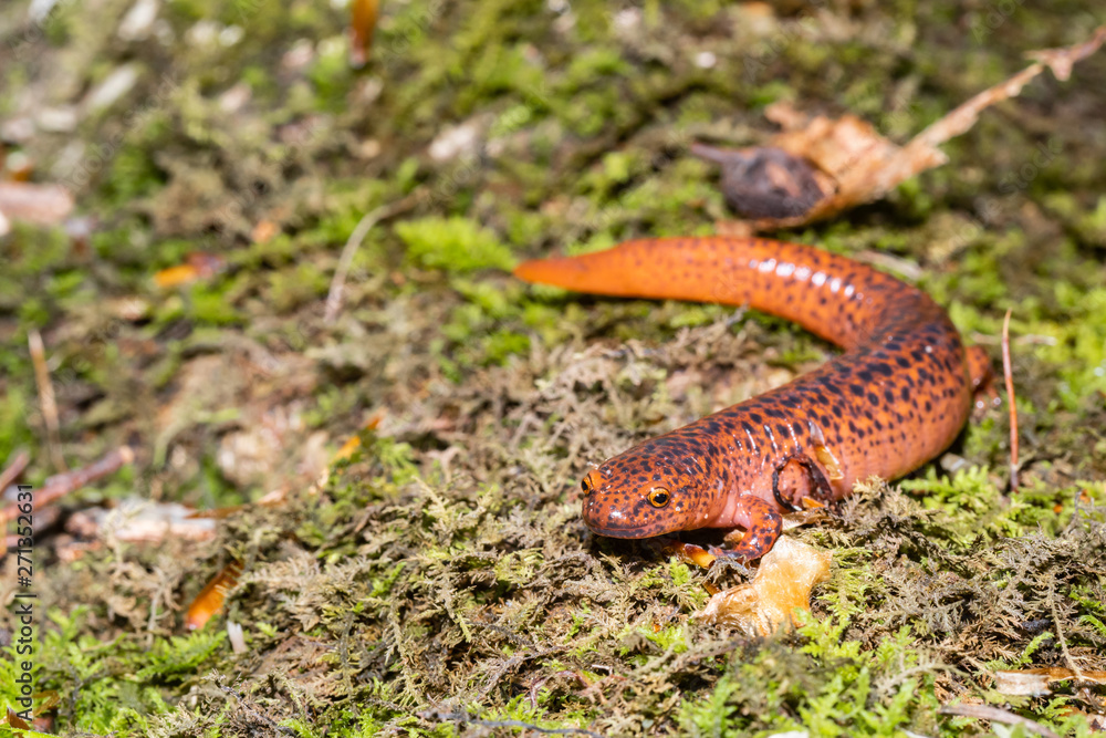 Fototapeta premium Northern red salamander - Pseudotriton ruber