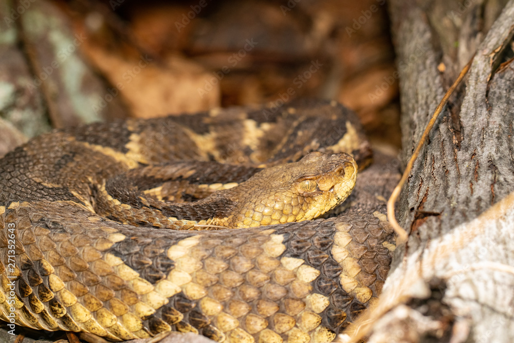 Close up of a coiled yellow phase timber rattlesnake - Crotalus horridus Close up of a coiled yellow phase timber rattlesnake - Crotalus horridus