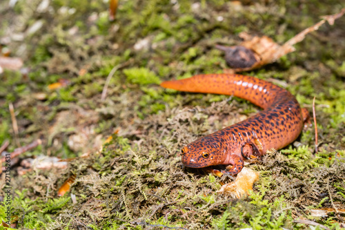 Northern red salamander - Pseudotriton ruber