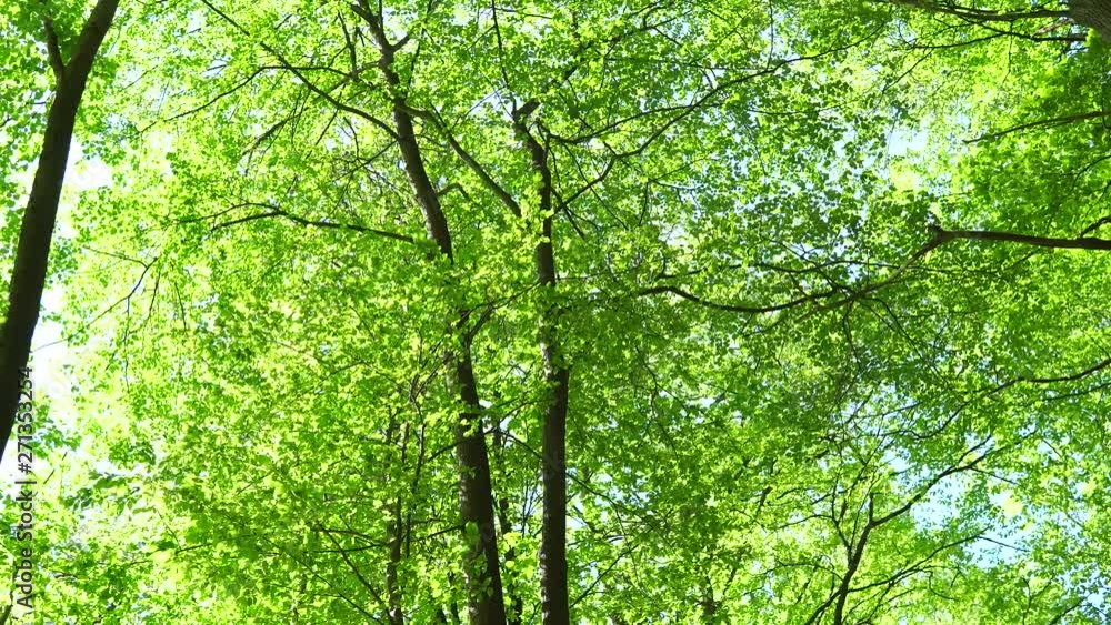 Magical slide on forest. Big trees and leaves. Power of green. Natural environment in day. Magical slide on forest. Big trees and leaves. Power of green. Natural environment in day.