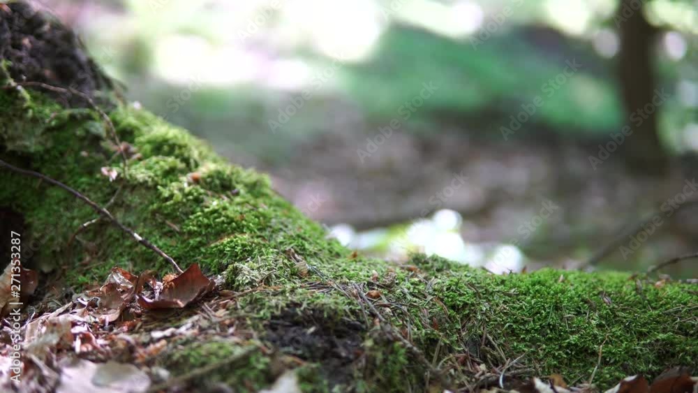 Moss part in forest. Beautiful slide. Natural environment. Green background full of texture. Moss part in forest. Beautiful slide. Natural environment. Green background full of texture.