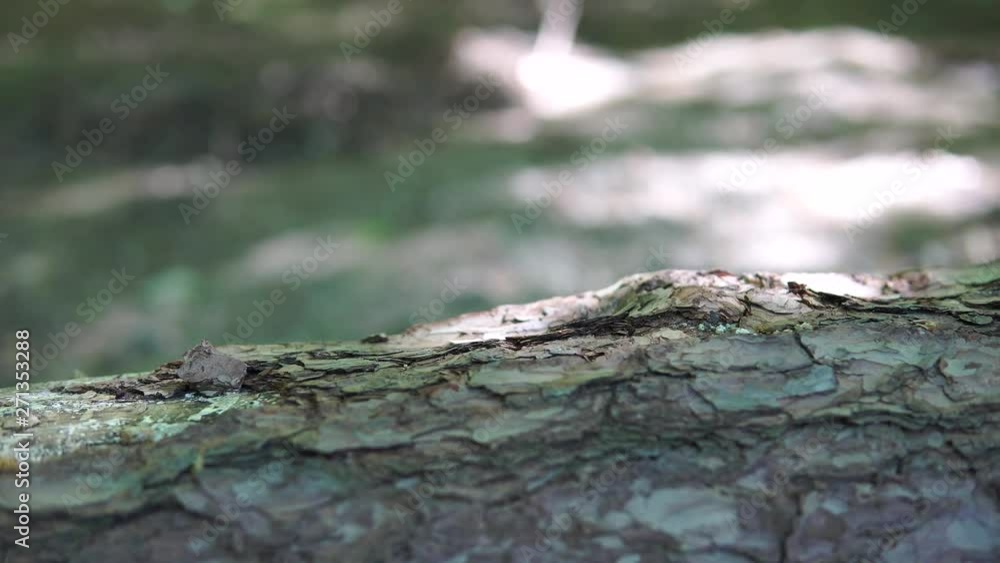 Felled trees in forest. Part of tree. Motion in branch. Natural environment. Take a time in nature. Feel better in sunny day in forest. Felled trees in forest. Part of tree. Motion in branch. Natural environment. Take a time in nature. Feel better in sunny day in forest.