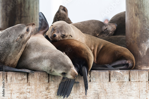 Seal colony at Phillip Island, Victoria