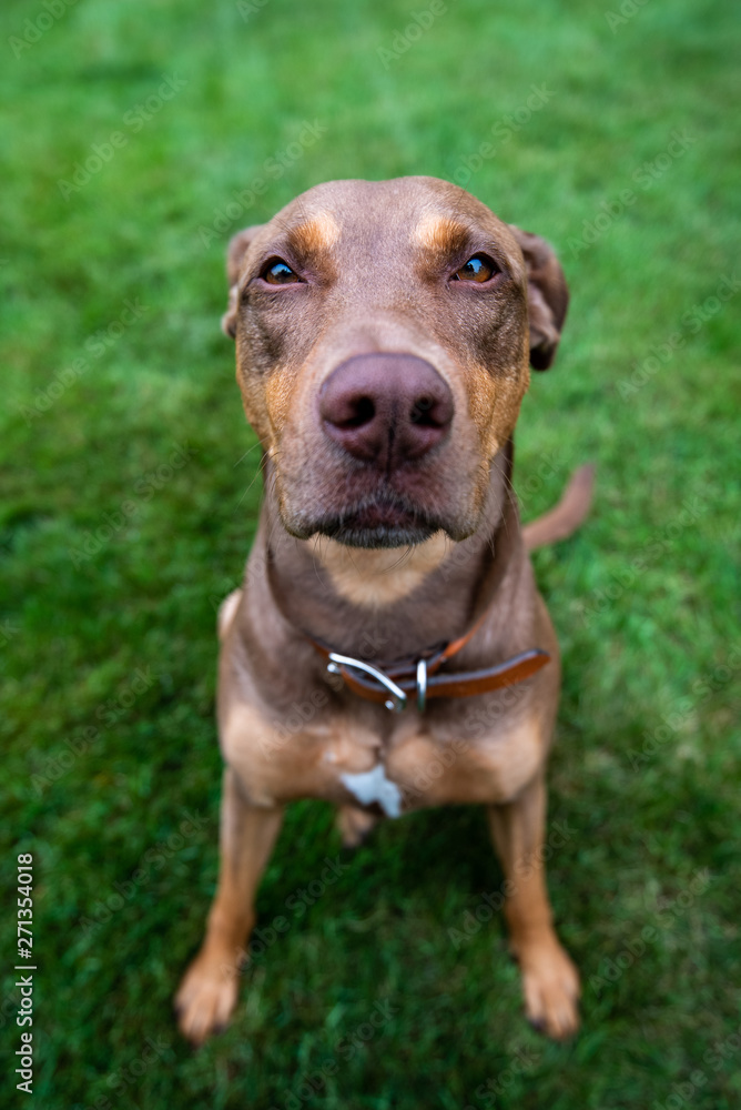 Doberman mix dog with funny expression on a green lawn Doberman mix dog with funny expression on a green lawn