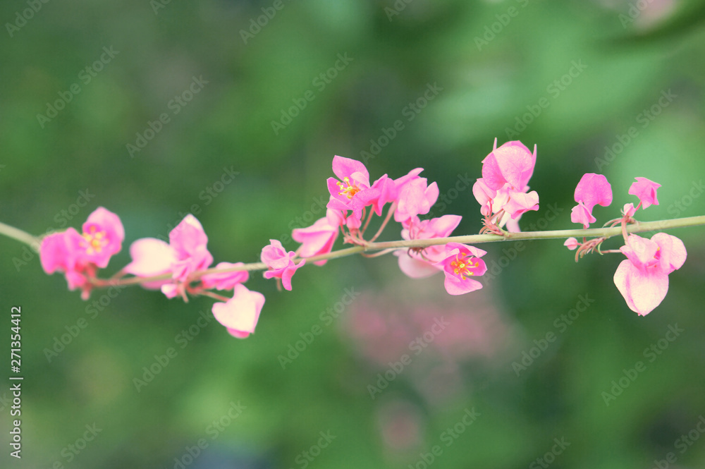 pink flower blooming spring nature wallpaper background pink flower blooming spring nature wallpaper background
