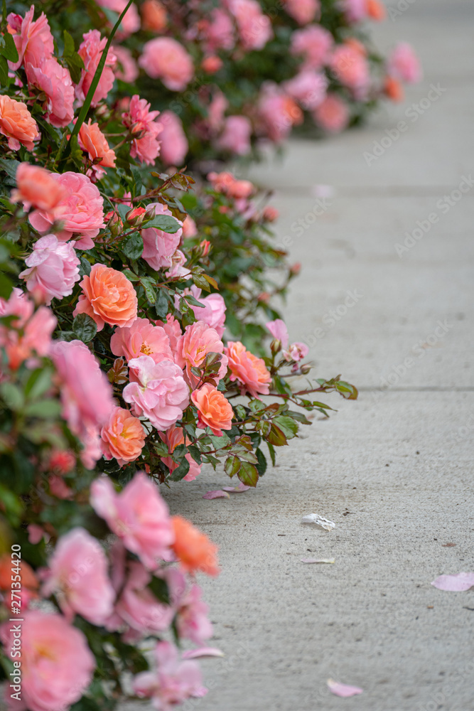 Naklejka premium Roses in bloom along a sidewalk focus 2