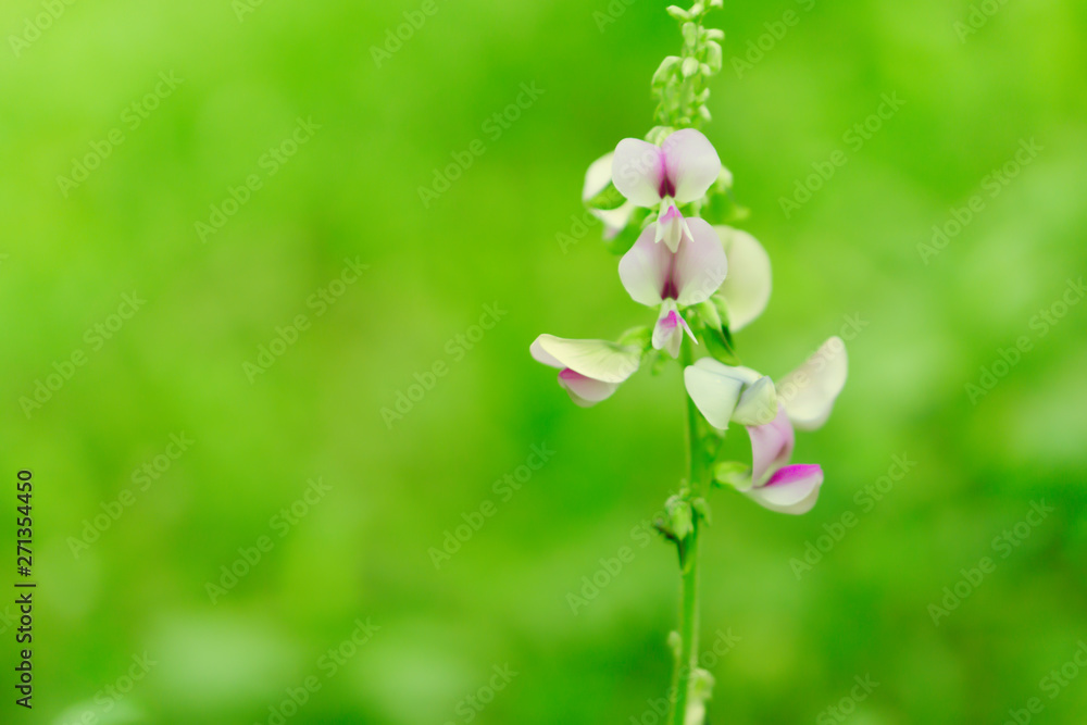 grass flower blooing spring ,autum nature wallpaper abstract background grass flower blooing spring ,autum nature wallpaper abstract background