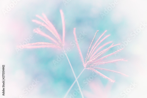 soft focus  pink grass  flower abstract background
