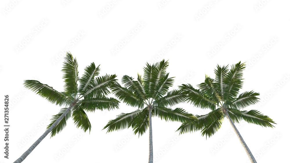 coconut trees isolated on a white background coconut trees isolated on a white background