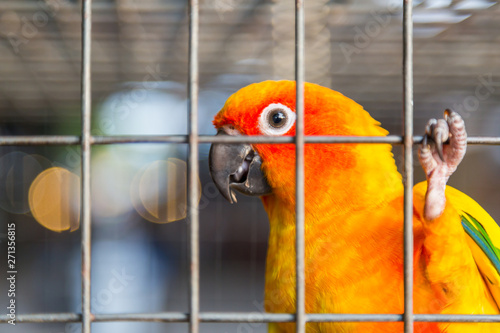 Yellow and orange parrot in a cage.