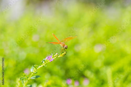 Dragonfly on a branch with a green bokeh © pandaclub23