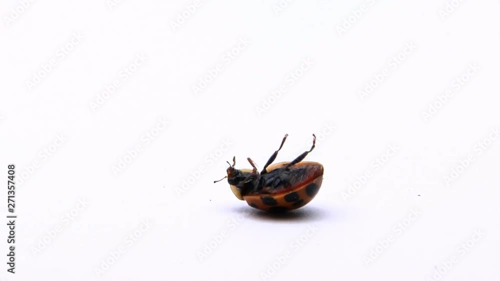Ladybug On Its Back Wiggles Its Legs Ladybug On Its Back Wiggles Its Legs
