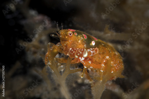 Shrimp Odontonia katoi. Underwater macro photography from Romblon  Philippines