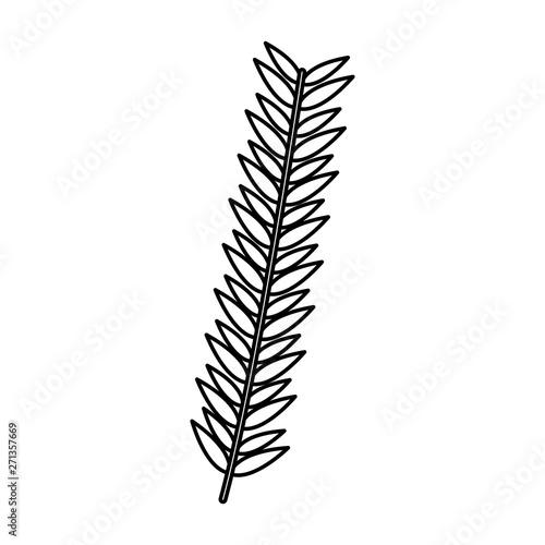 branch foliage leaves on white background