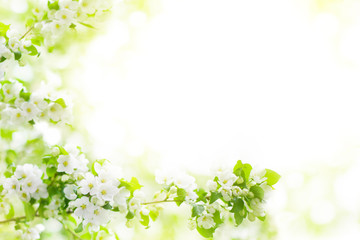 Blooming apple tree branches, white flowers on green leaves blurred bokeh background close up, spring cherry blossom, delicate sakura flowers in bloom, beautiful sunny summer nature frame, copy space
