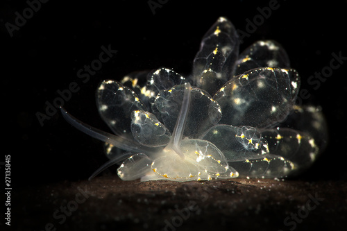 Elegant Butterfly Slug (Cyerce elegans). Underwater macro photography from Romblon, Philippines