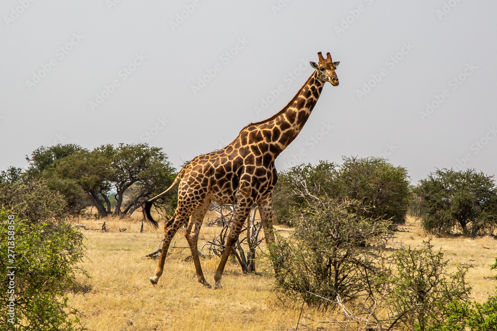 Fototapeta premium giraffe