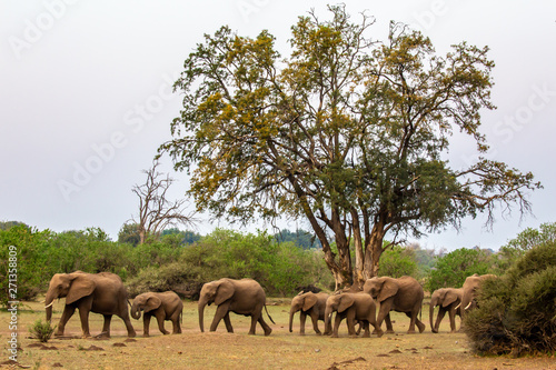 elephant herd