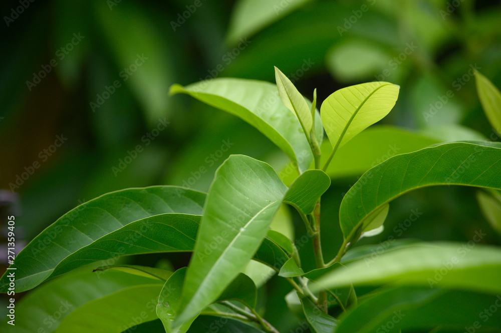 Obraz premium Green leaves and beautiful light in the morning