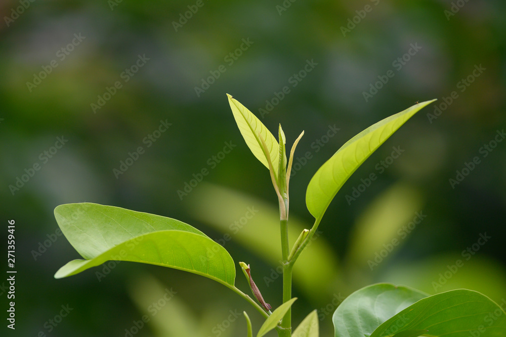 Green leaves and beautiful light in the morning Green leaves and beautiful light in the morning