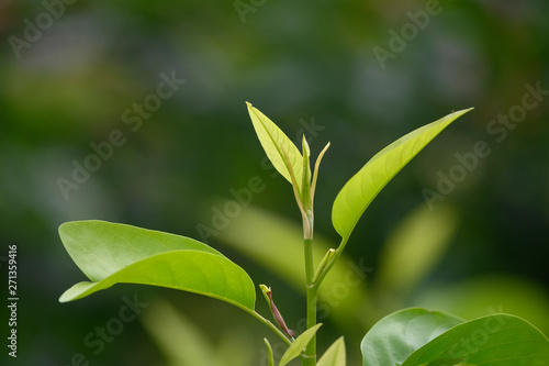 Green leaves and beautiful light in the morning