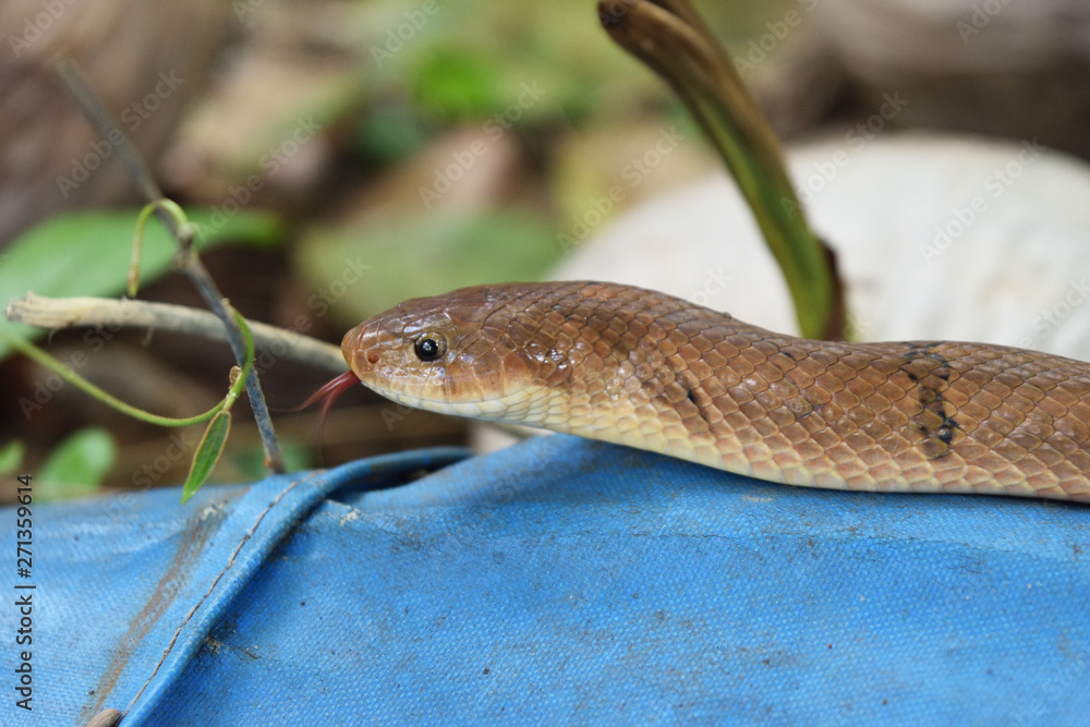 Obraz premium Close - up head of The Banded kukri snake ( Oligodon fasciolatus ) , Black stripes on the body of brown reptile