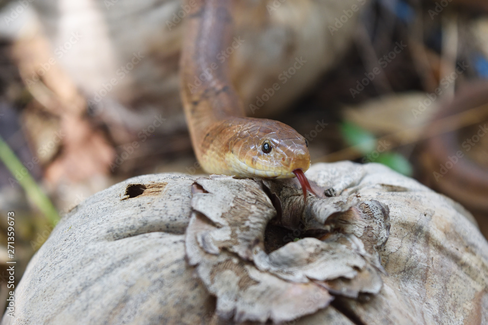Obraz premium Close - up head of The Banded kukri snake ( Oligodon fasciolatus ) , Black stripes on the body of brown reptile