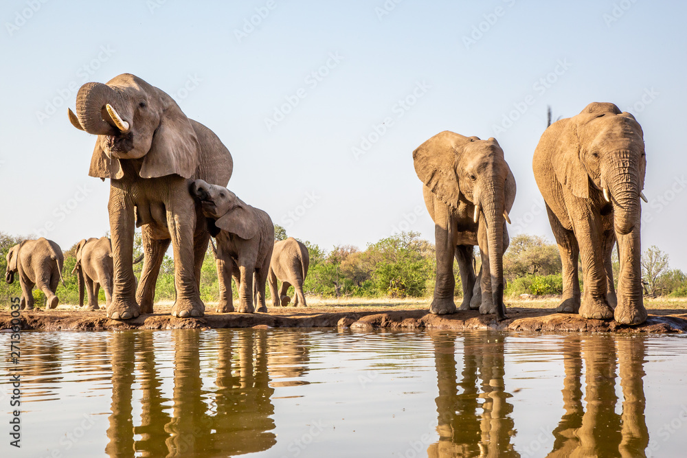 Fototapeta premium słoń przy wodopoju