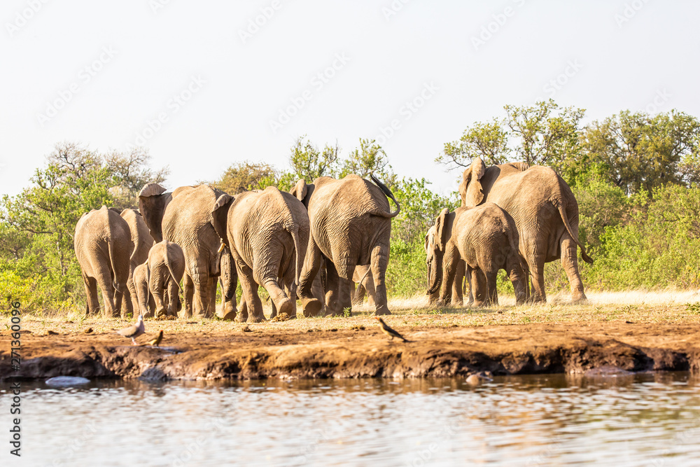 Fototapeta premium elephant at waterhole