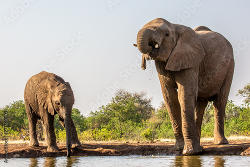 elephant at waterhole