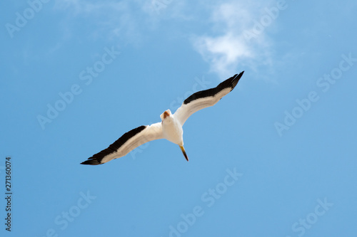 This seagull is saying it is nice and sunny here  come and join my flying club