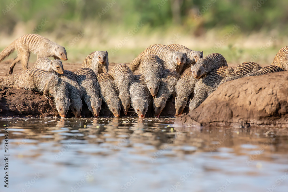 Φωτογραφία banded mongoose drinking at waterhole
