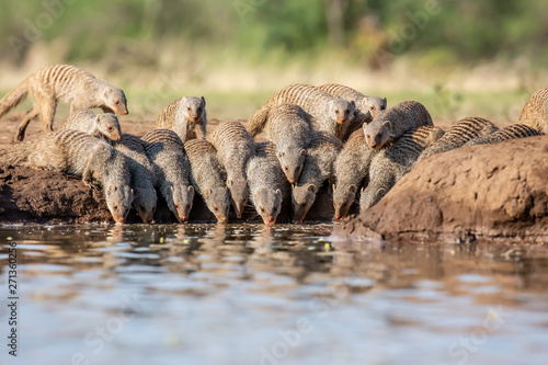 banded mongoose drinking at waterhole photo