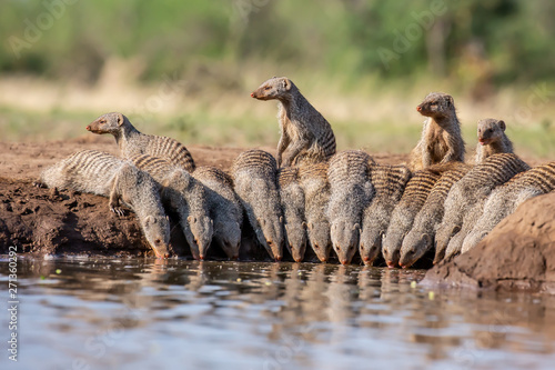 Fotografi banded mongoose at waterhole keeping lookout