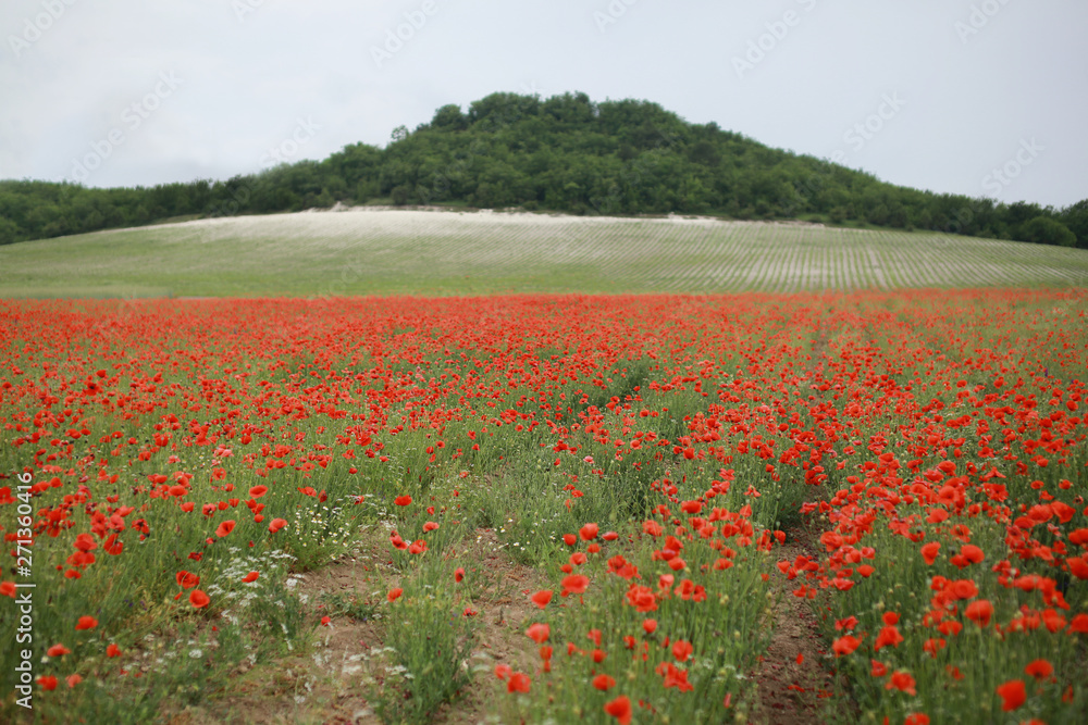 Red blooming poppies in a green spring field in a countryside near mountain.