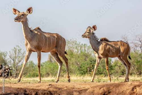 kudu near waterhole