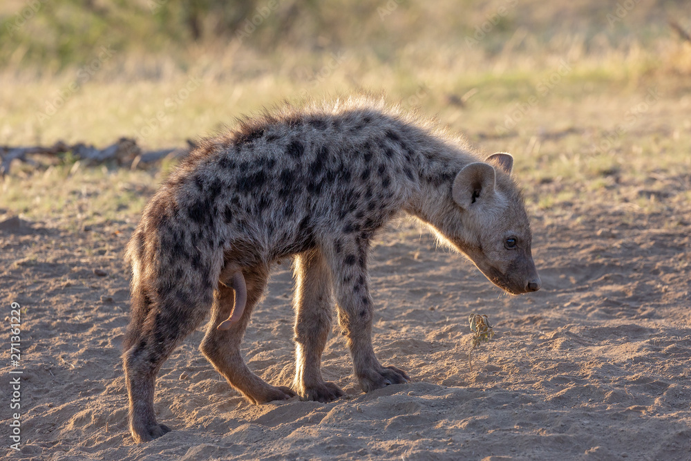 Obraz premium Hyena