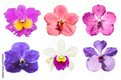 collection purple orchids flower isolated on white background.
