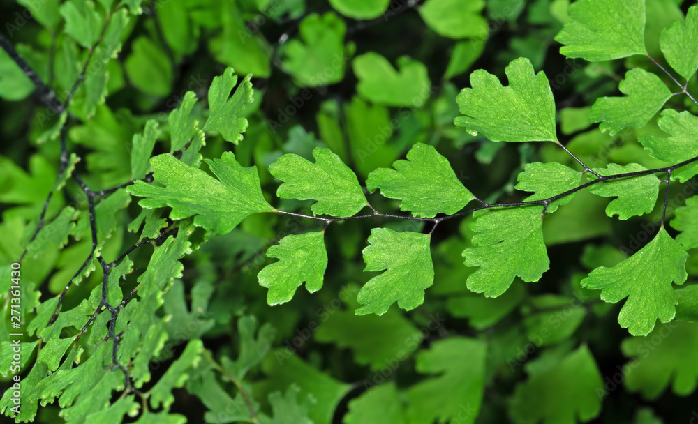 Close up Maidenhair Fern or Adiantum Plant Isolated on Background Close up Maidenhair Fern or Adiantum Plant Isolated on Background