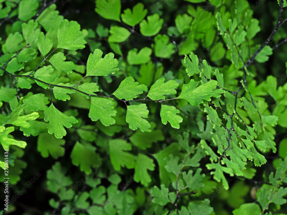 Close up Maidenhair Fern or Adiantum Plant Isolated on Background Close up Maidenhair Fern or Adiantum Plant Isolated on Background