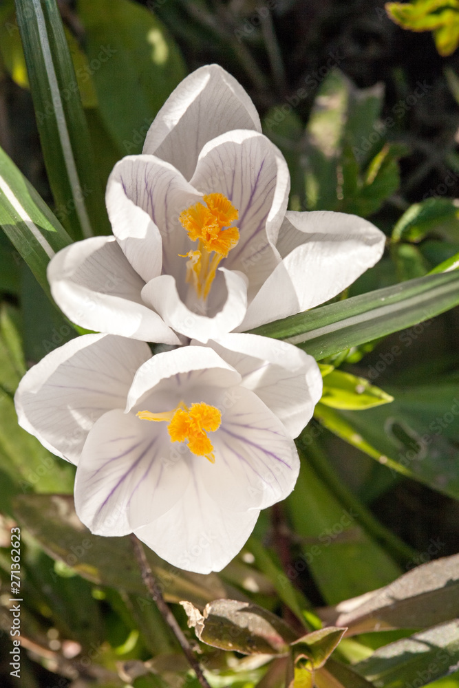 Fototapeta premium two white snowdrop spring flower closeup view
