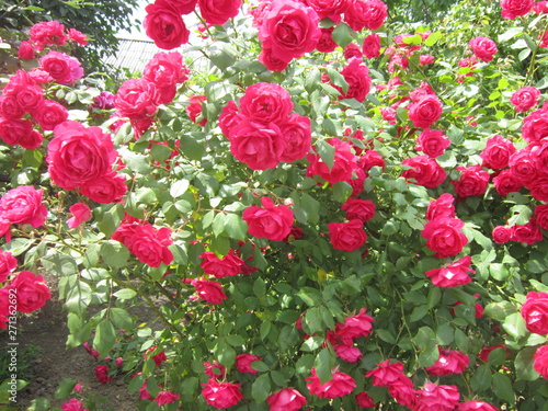 Fototapeta Naklejka Na Ścianę i Meble -  Red flowers in the garden