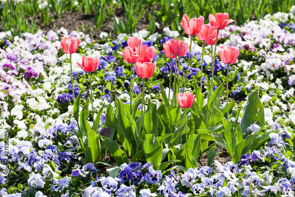 flowerbed with red tulips, white and blue pansies in spring park closeup view