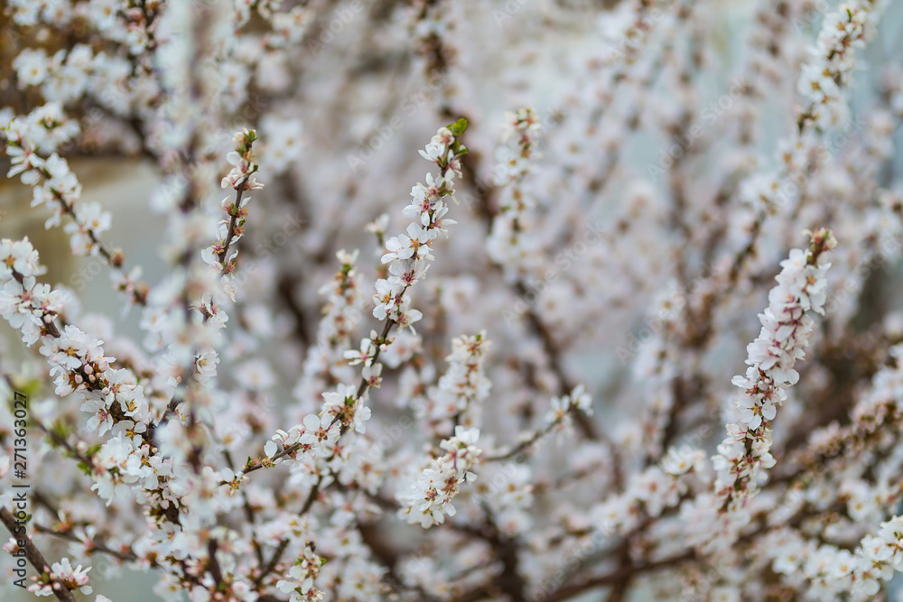 Cherry Blossom Cherry Blossom