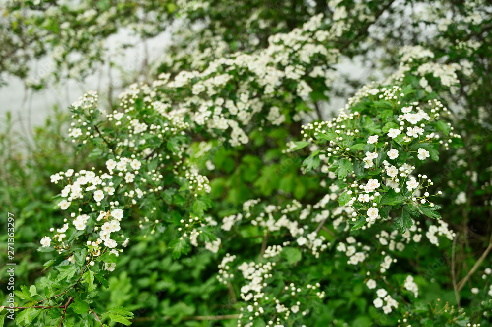 White hawthorn flowers with pink pistils. White hawthorn flowers with pink pistils.