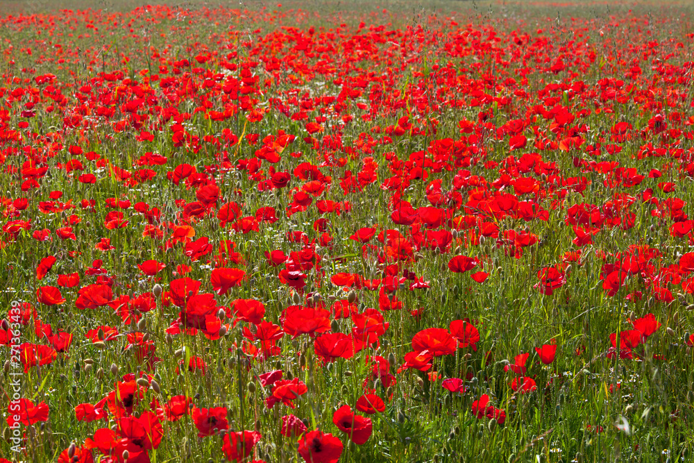 Obraz premium Champ de coquelicots au printemps