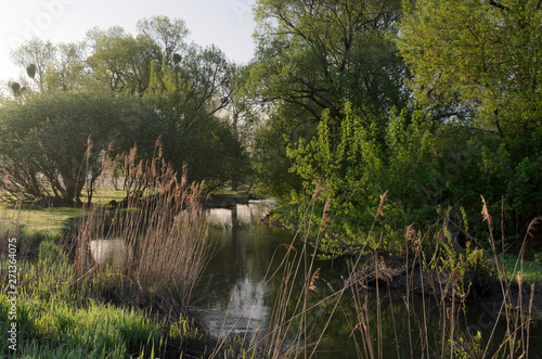 Spring forest lake trees landscape.